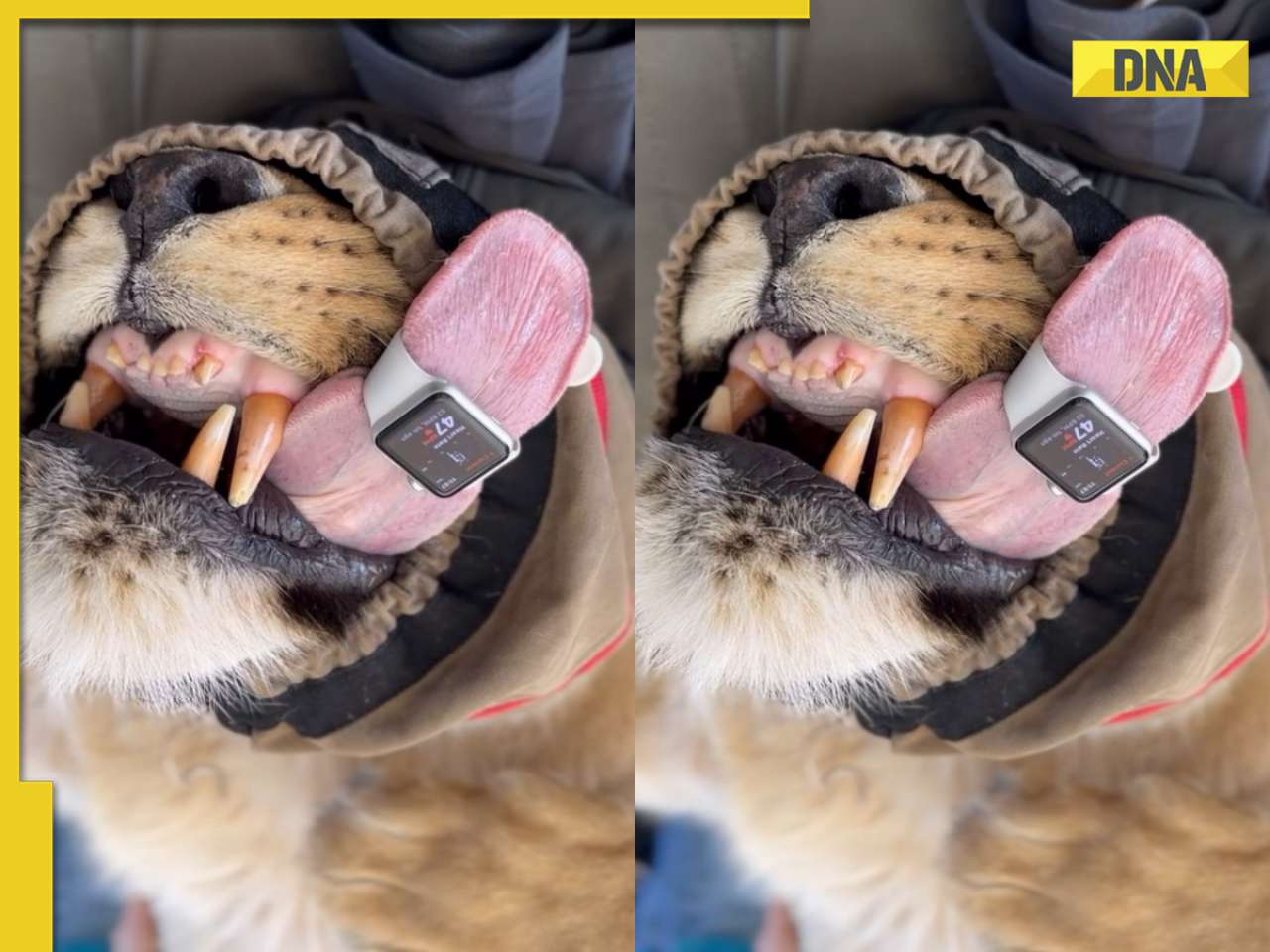 Vet monitors lion's heart rate using Apple watch, video goes viral