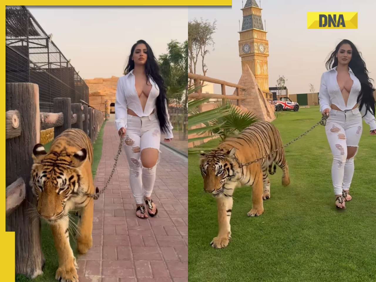 Video of girl walking with tiger wearing hot dress goes viral, watch