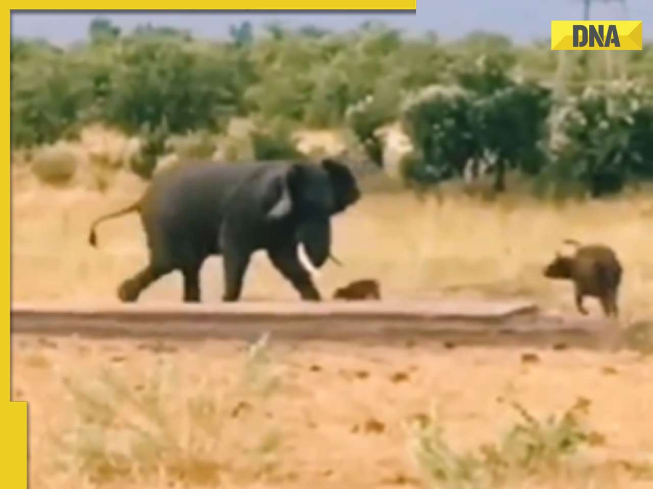 Tiny but mighty: Buffalo calf fearlessly charges elephant to defend mom, viral video