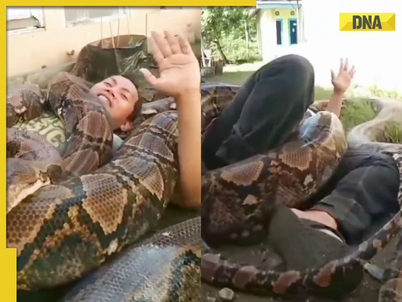 Viral video shocks internet as man smiles while entwined by giant python, watch