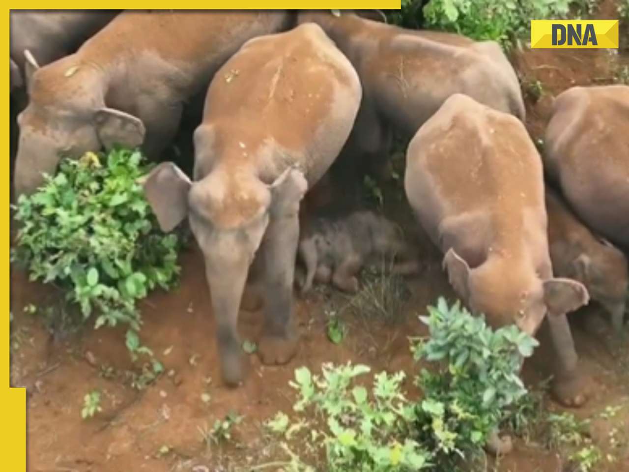 Viral video: Elephant calves sleep under ‘Z++ security’ as herd protectively stands guard
