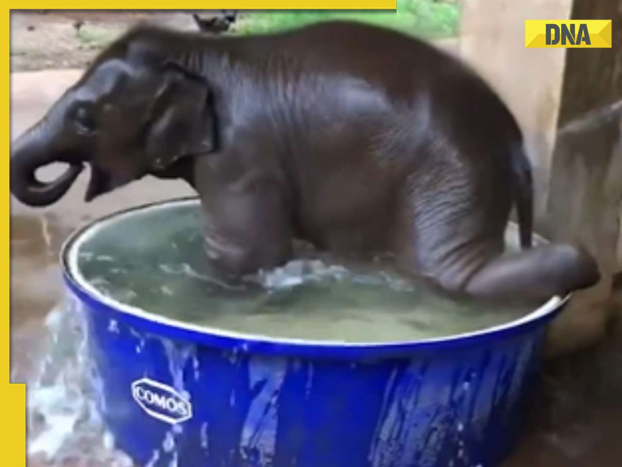 This viral video of baby elephant enjoying its bath time will make you smile, watch