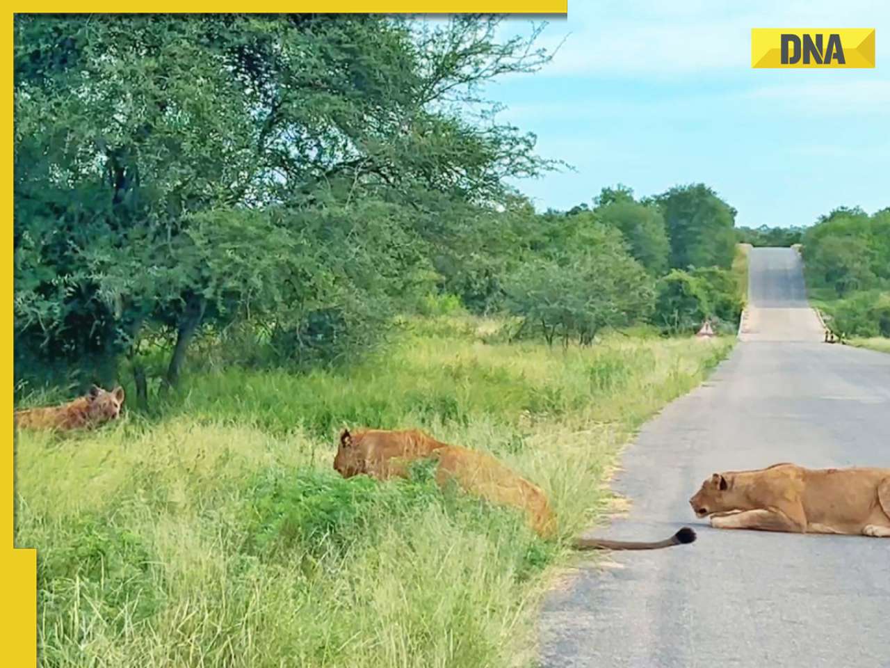 Viral video: Old hyena surrenders to lions, ends up as their meal, watch