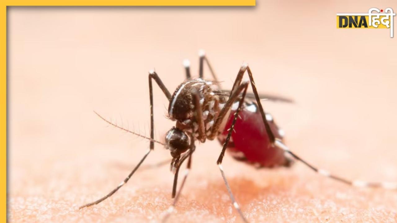 Maharashtra में मिले Zika Virus के पॉजिटिव केस, बारिश शुरू होते ही क्यों बढ़ने लगे इसके मामले?