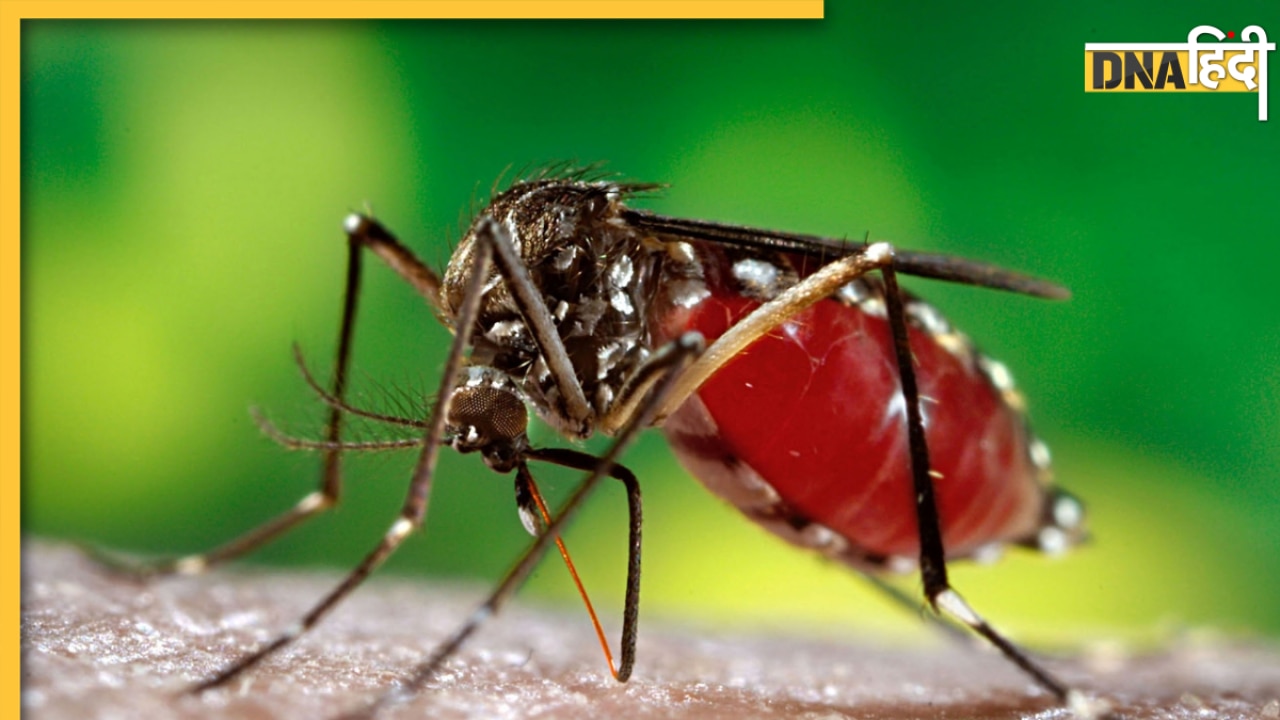 Dengue Signs And Symptoms: बुखार के ये 5 लक्षण देते हैं डेंगू का संकेत, आजमा सकते हैं ये घरेलू उपाय