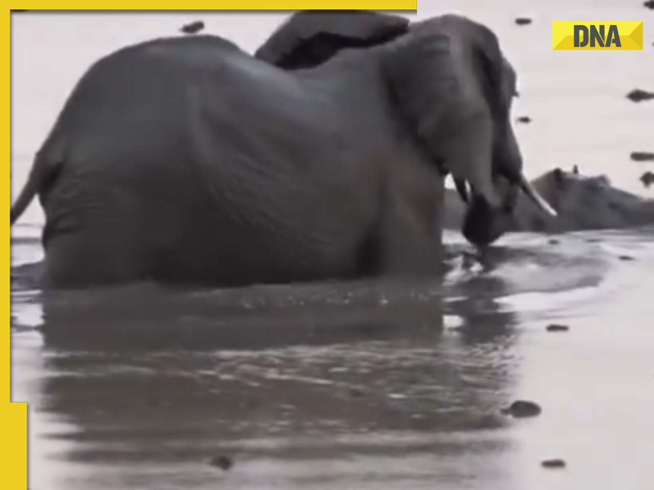 Viral video: Mother elephant fends off hippo to save calf in dramatic wildlife encounter, watch