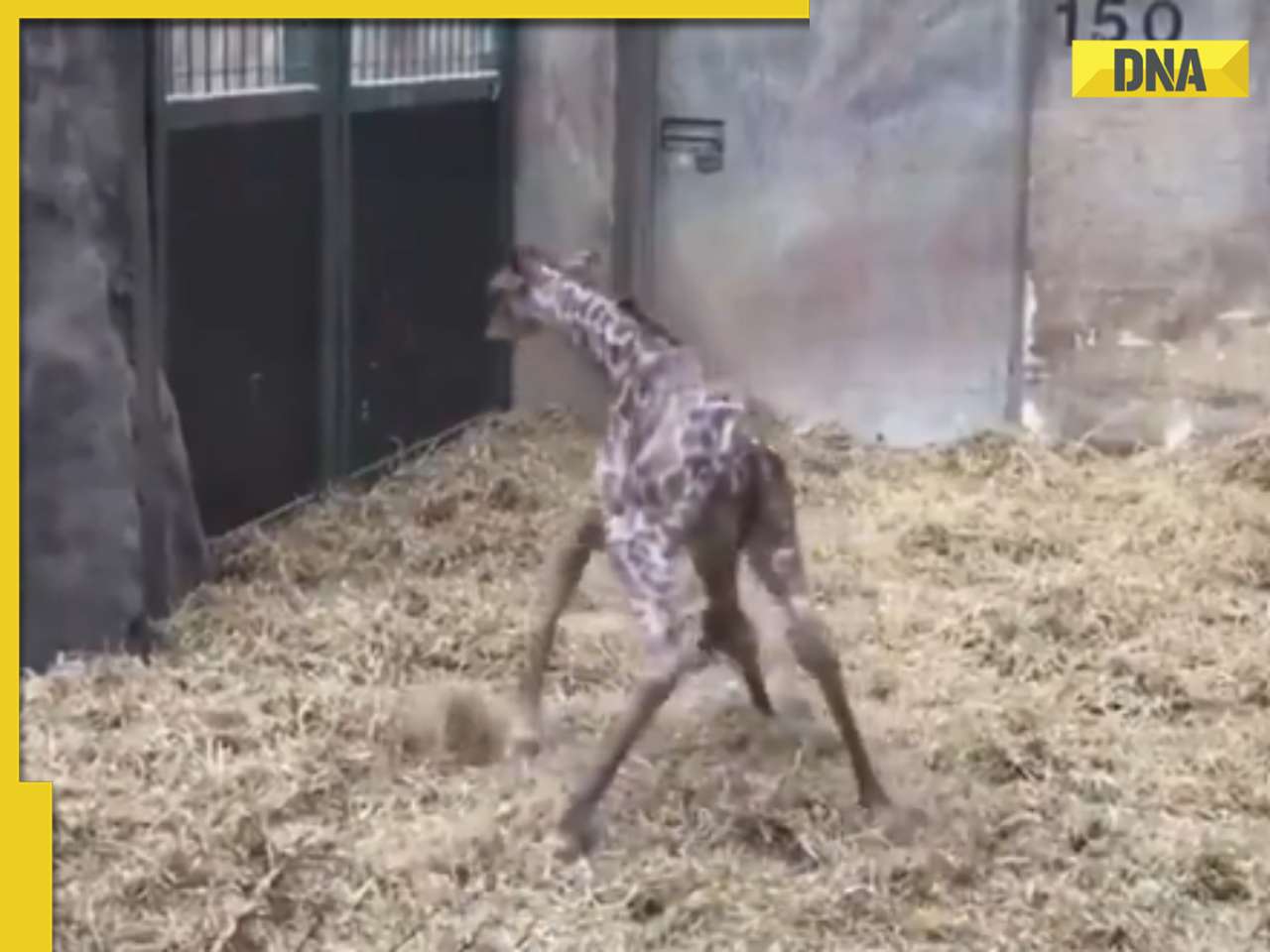 Baby giraffe tries to take its first steps in adorable viral video, internet can't stop smiling