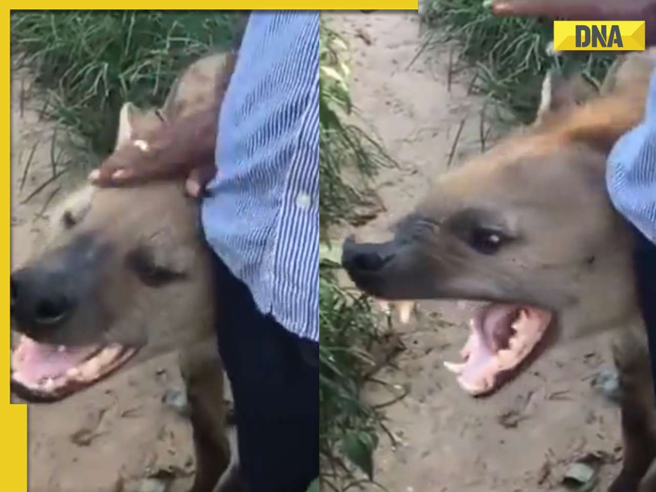 Man dares to pet massive spotted hyena, watch what happens next