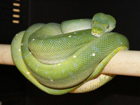 High Blue Green Tree Python