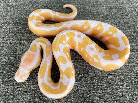 Lavender Albino Ball Python