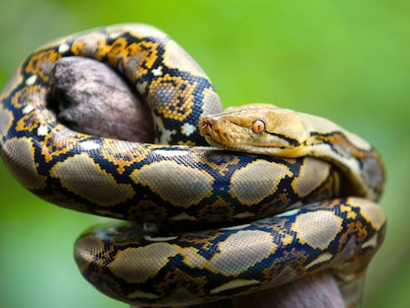 Reticulated Python