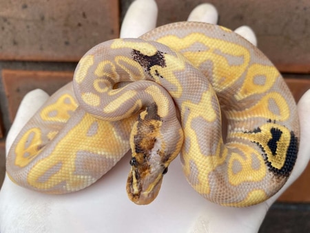 Paradox Ball Python