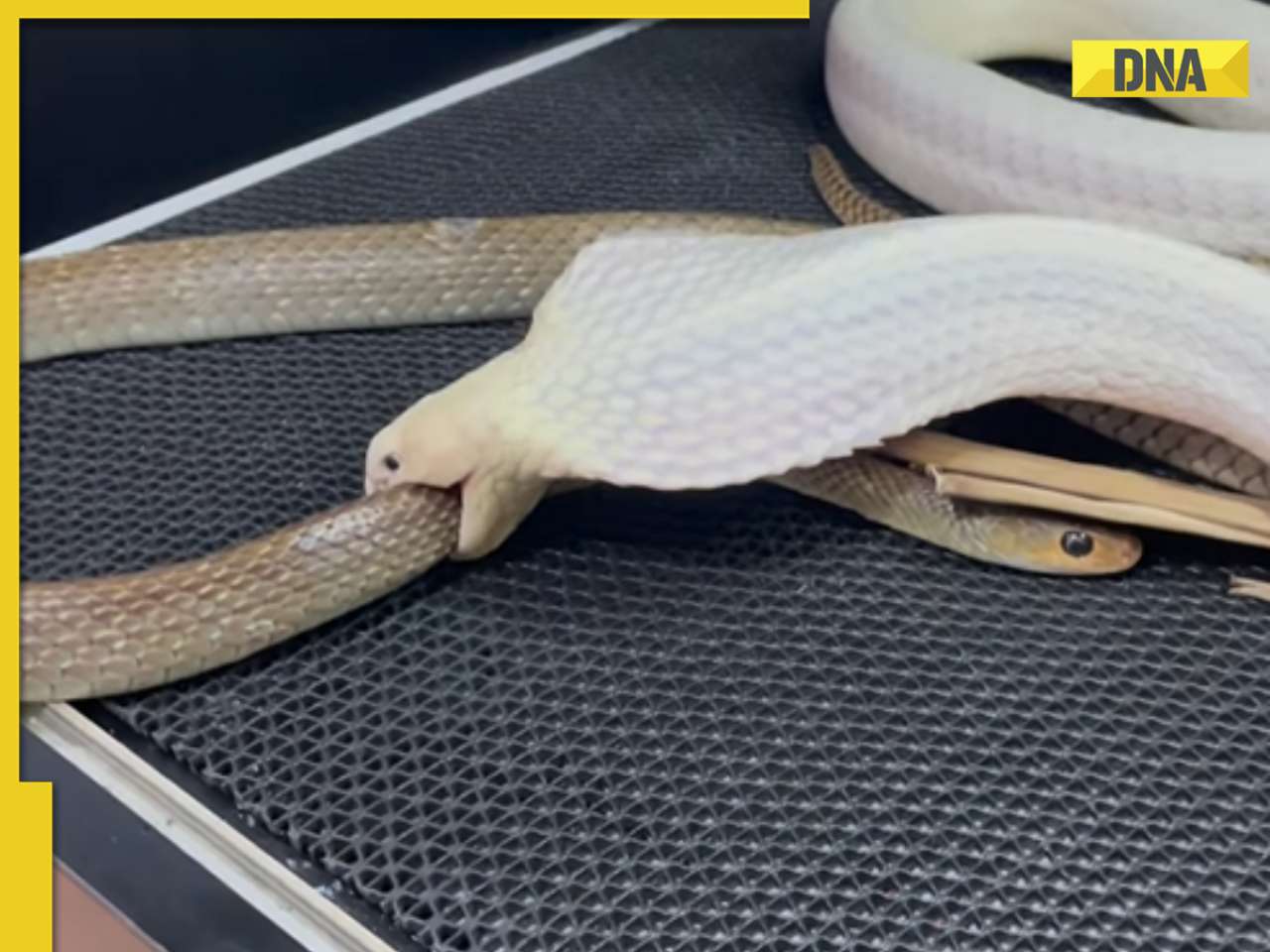 Rare white king cobra eats another snake in viral video, internet is stunned