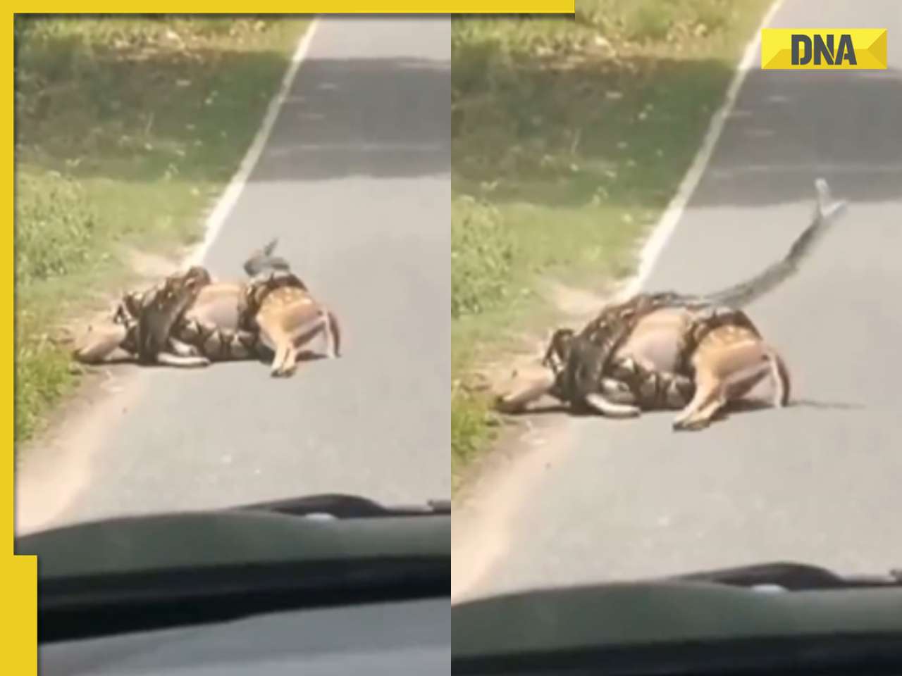 Viral video: Man rescues deer from python’s deadly grip, internet reacts