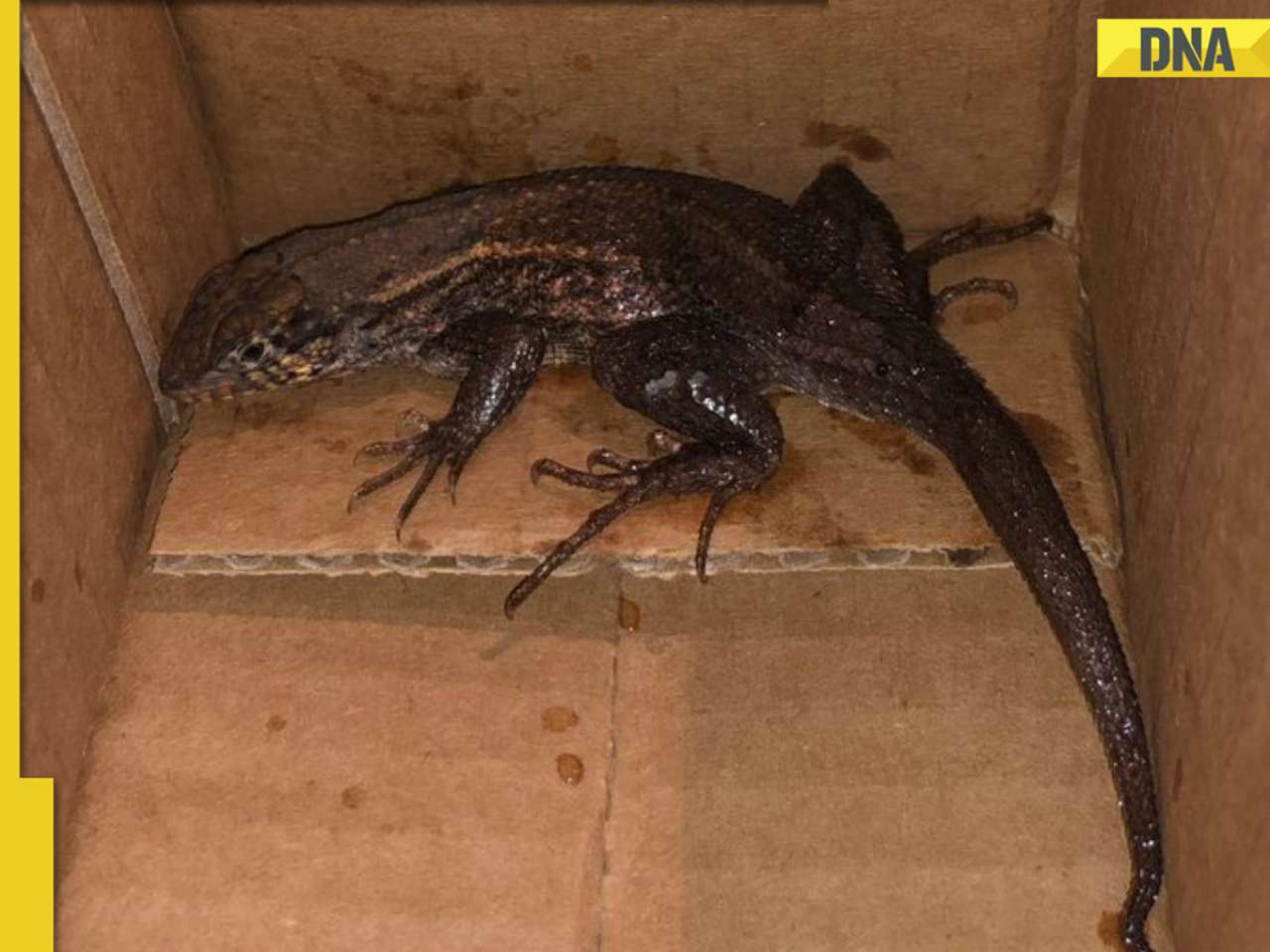 Woman shocked to find giant lizard in Amazon package instead of air fryer, details inside