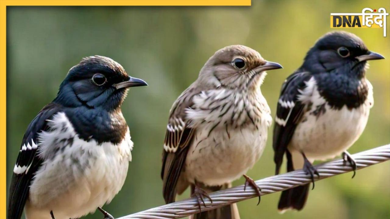 Separation in Birds: पक्षियों में क्यों बढ़ रहा अलगाव और दूसरे साथी के प्रति लगाव, वजह जान कर हैरान रह जाएंगे