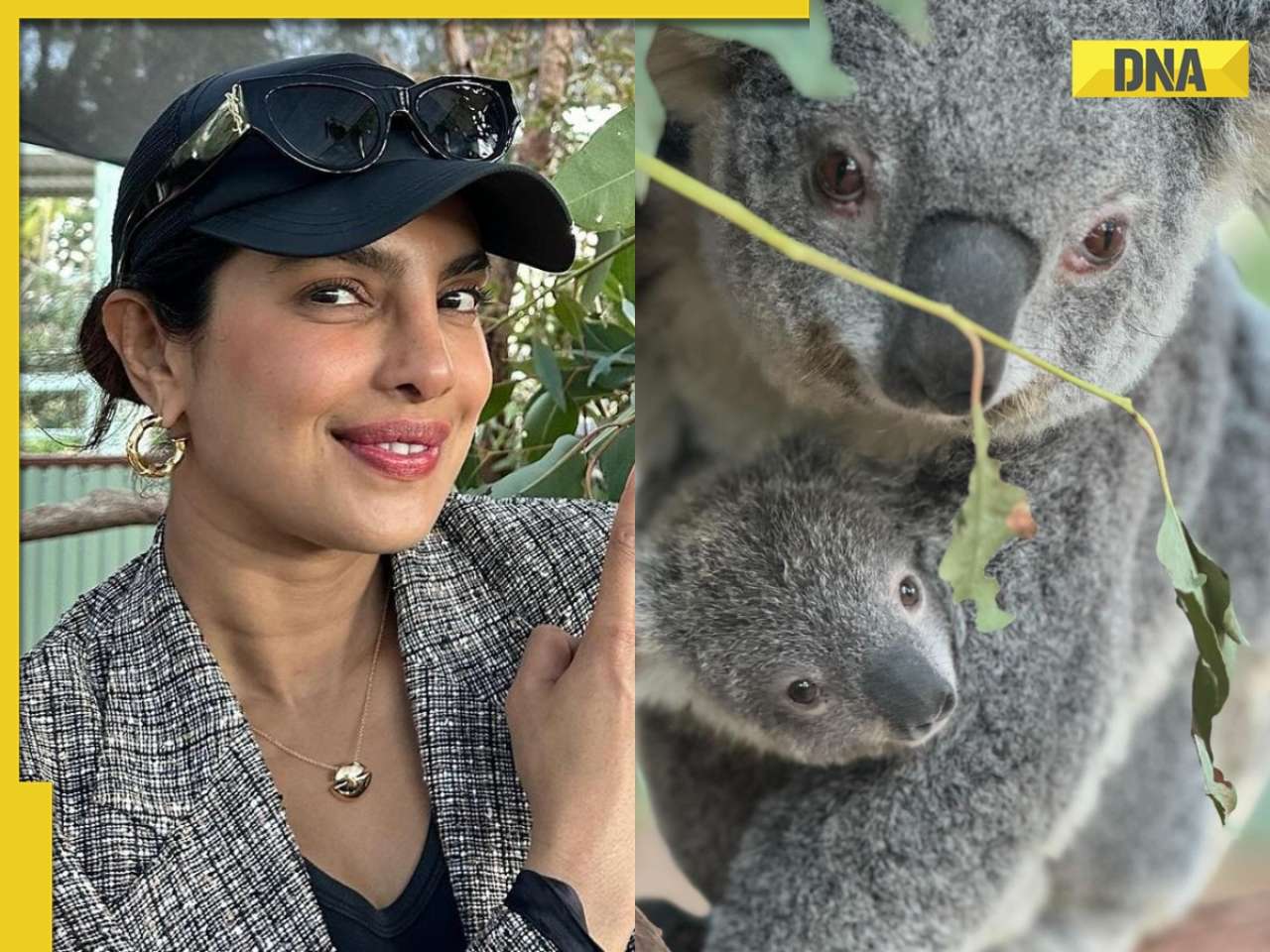 'Are you serious': Priyanka Chopra adorable reaction after she meets 8-month-old koala named after her goes viral