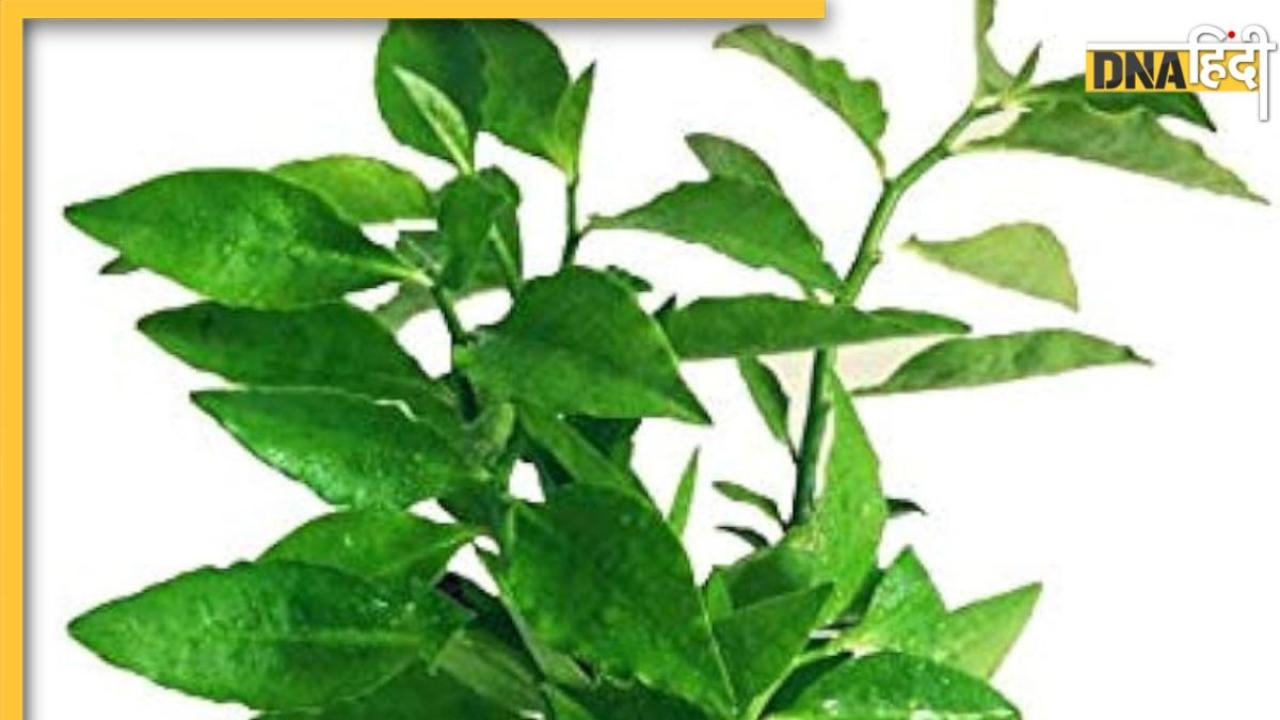 Ayurvedic Plant: अस्थमा के मरीज हैं तो घर में जरूर लगाएं ये पौधा, मच्छरों की एंट्री भी होगी बैन