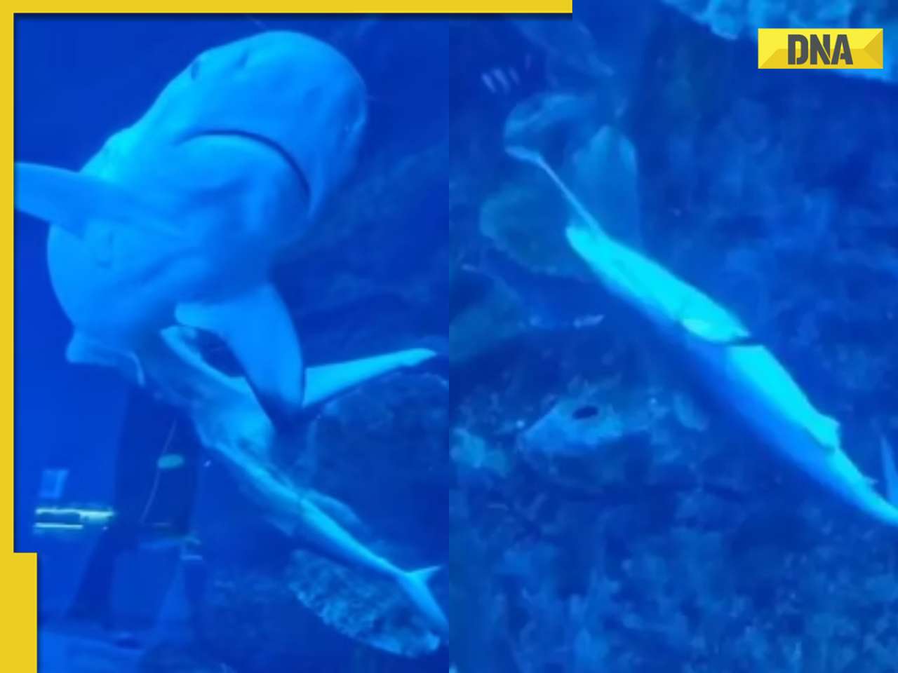 Viral video captures 'magical moment' of baby shark's birth at Dubai ...