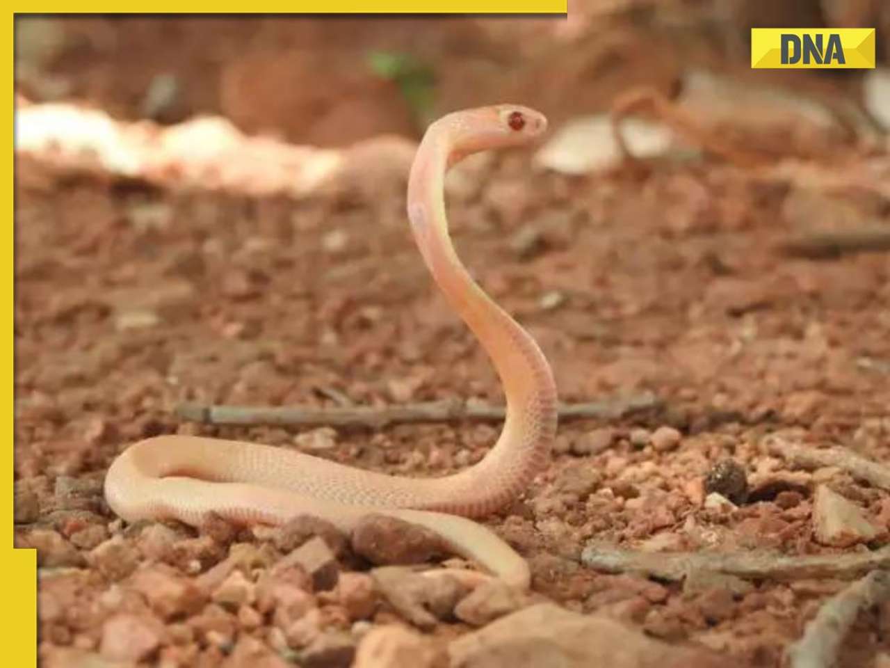 What makes White Cobra so rare? What is the secret behind its unique colour