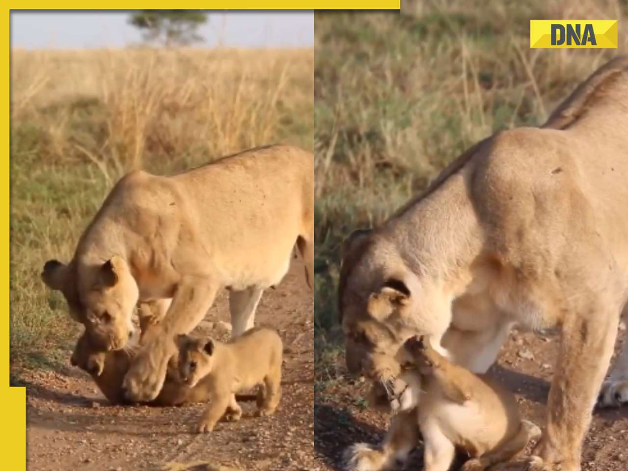 'Pawsitively precious': Lioness and cubs cuddle in adorable viral video, internet loves it