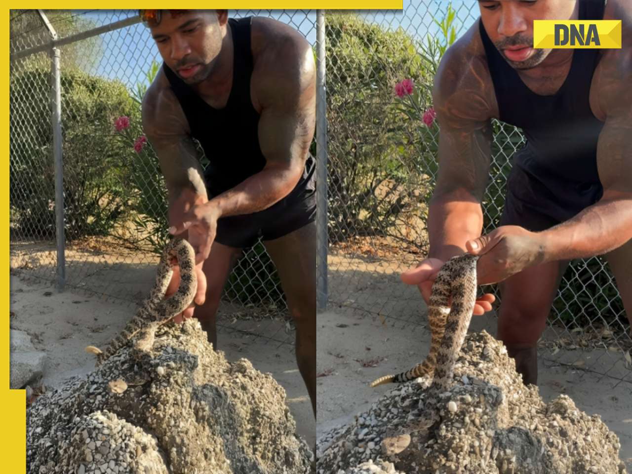 'Terrifying encounter': Man captures rattlesnake with bare hands in shocking viral video, watch