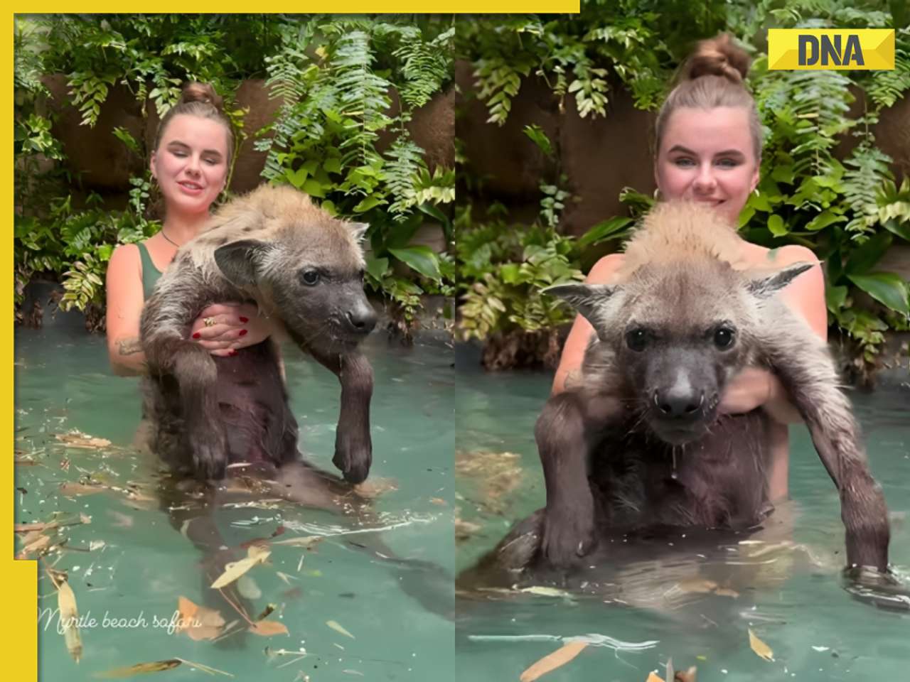 Viral video: Woman in bikini bathes with hyena in pool, internet is shocked