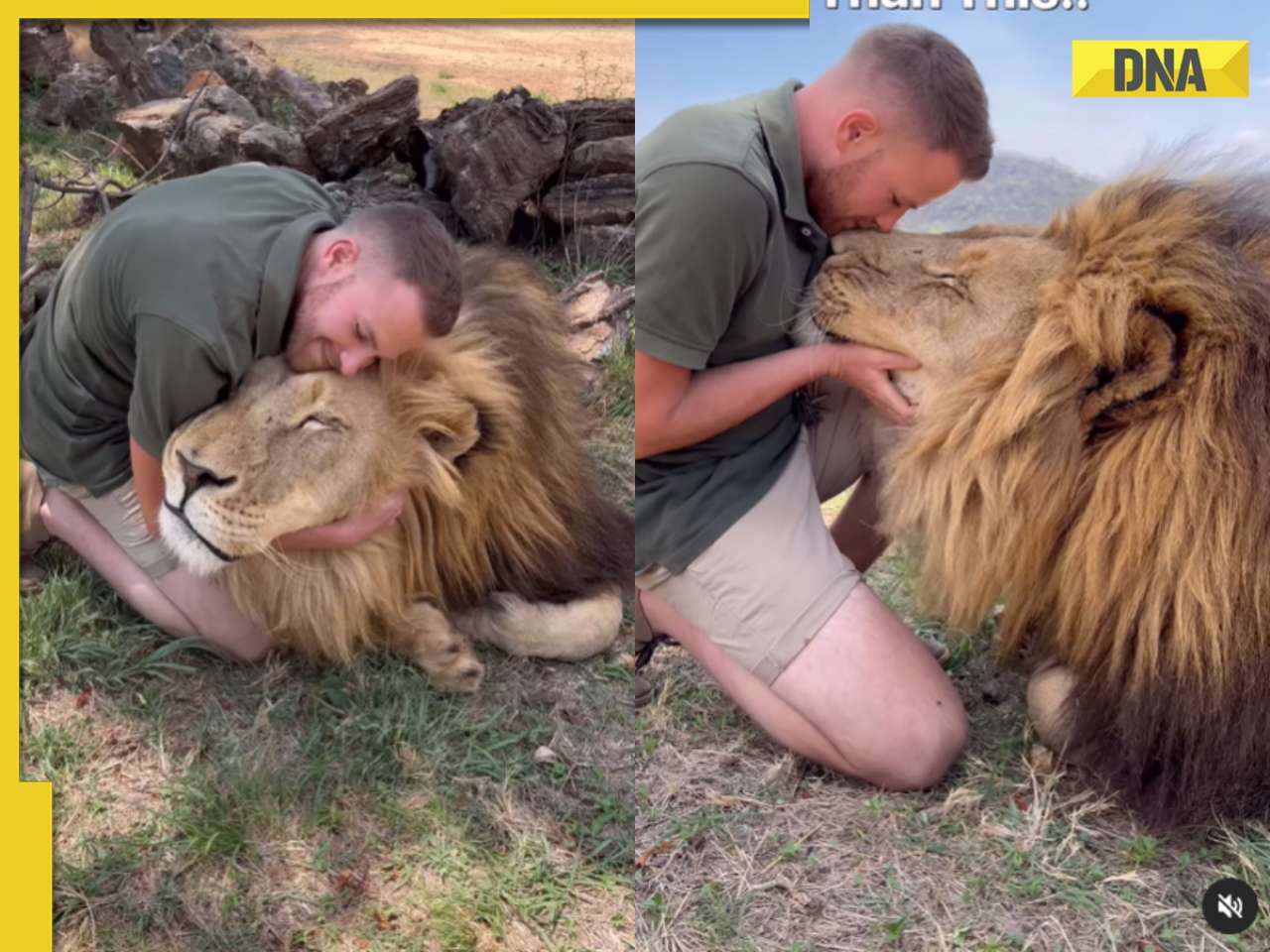 Terrifying viral video: Man kisses giant lion, internet is shocked