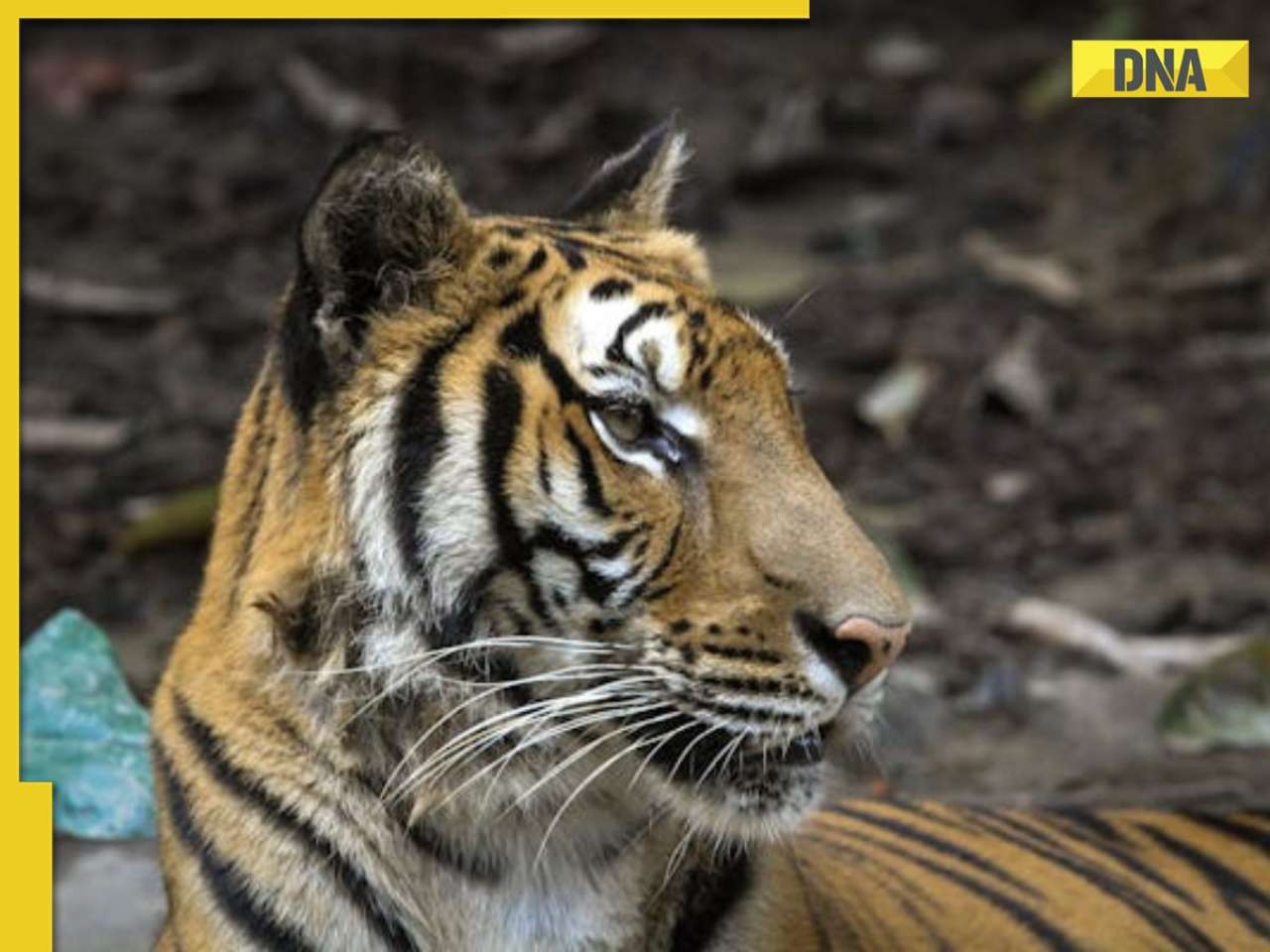This is world's smallest tiger, darker than Royal Bengal tiger, is found in...