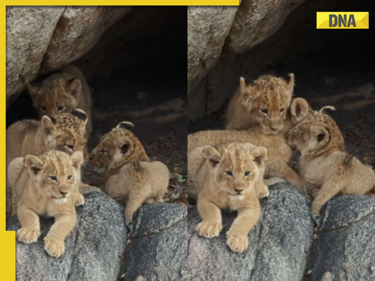 Viral video: Four lion cubs emerging from their den and playing is the cutest thing you'll see today