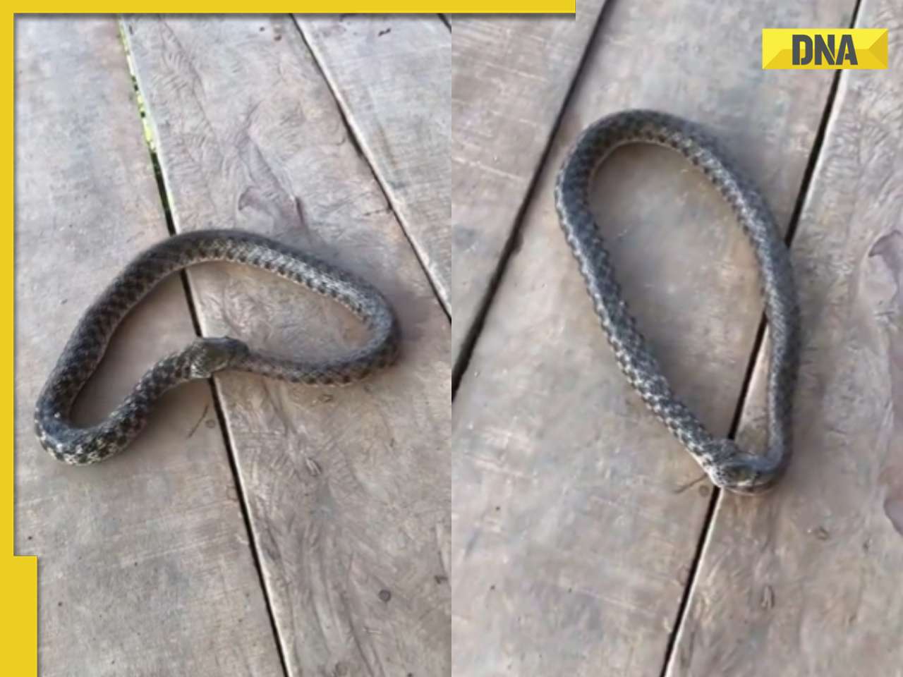 Snake eats itself in chilling viral video, watch at your own risk