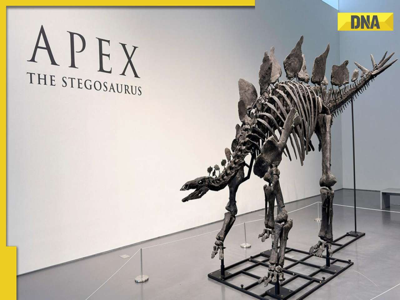 Billionaire Ken Griffin buys dinosaur skeleton for..., sets new auction record