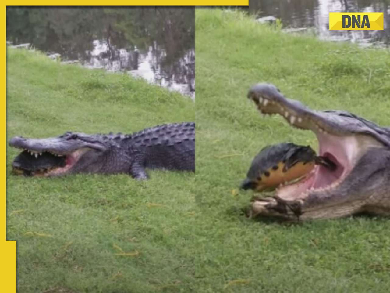 Viral video: Alligator tries to eat turtle, but the outcome is surprisingly different, watch