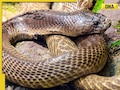 Where was the world's first cobra snake born? You'll be amazed to find out