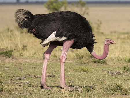 Ostrich