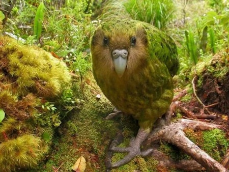 Kakapo