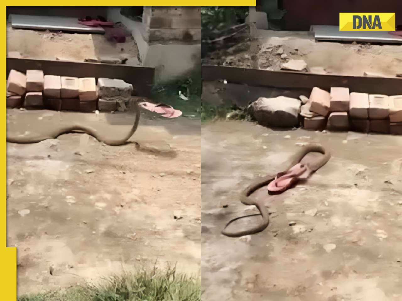 Viral video: Snake steals flip flop and slithers away like a thief, watch