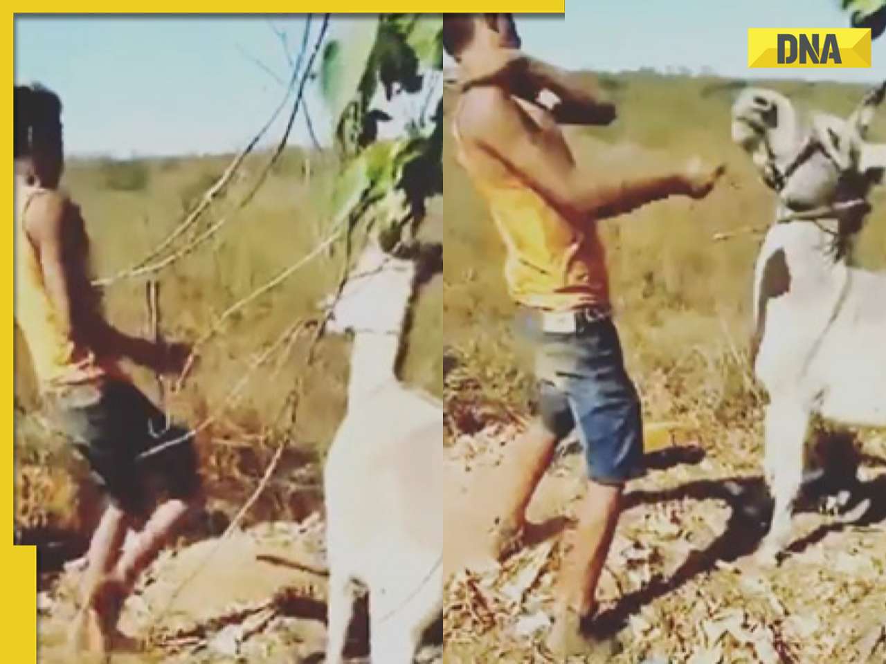 Man slaps and kicks donkey repeatedly in viral video, instant karma strikes back