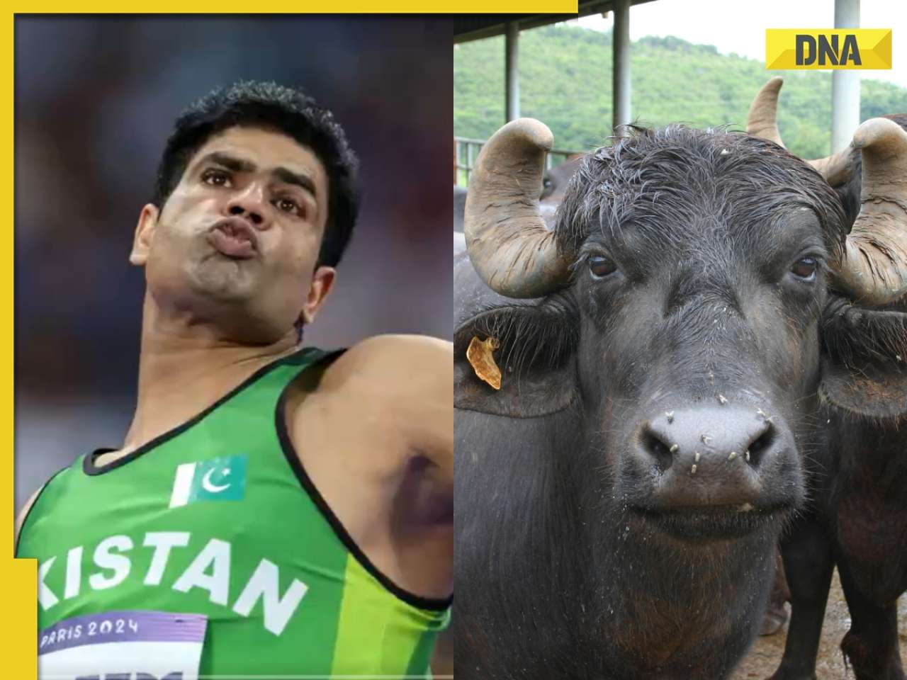 Pak Olympic Gold medalist Arshad Nadeem to get a buffalo as gift from...