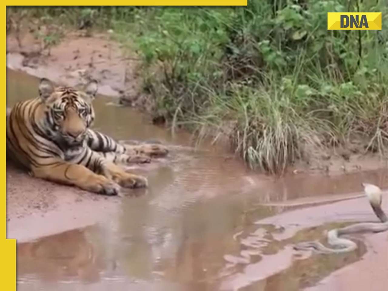 Viral Video: Tiger and cobra came face to face and then...; watch here