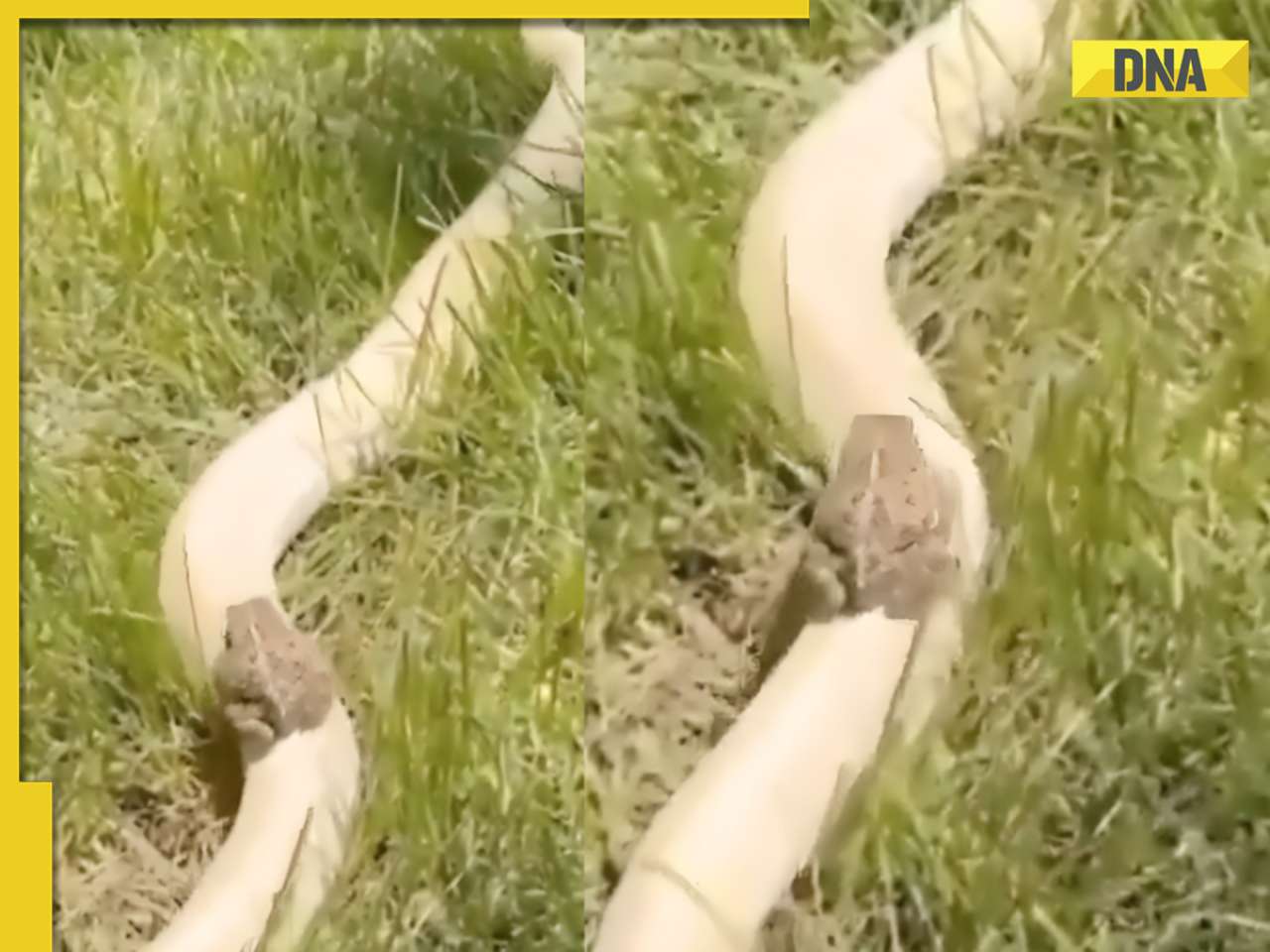 Frog rides snake in viral video, internet stunned by unlikely friendship