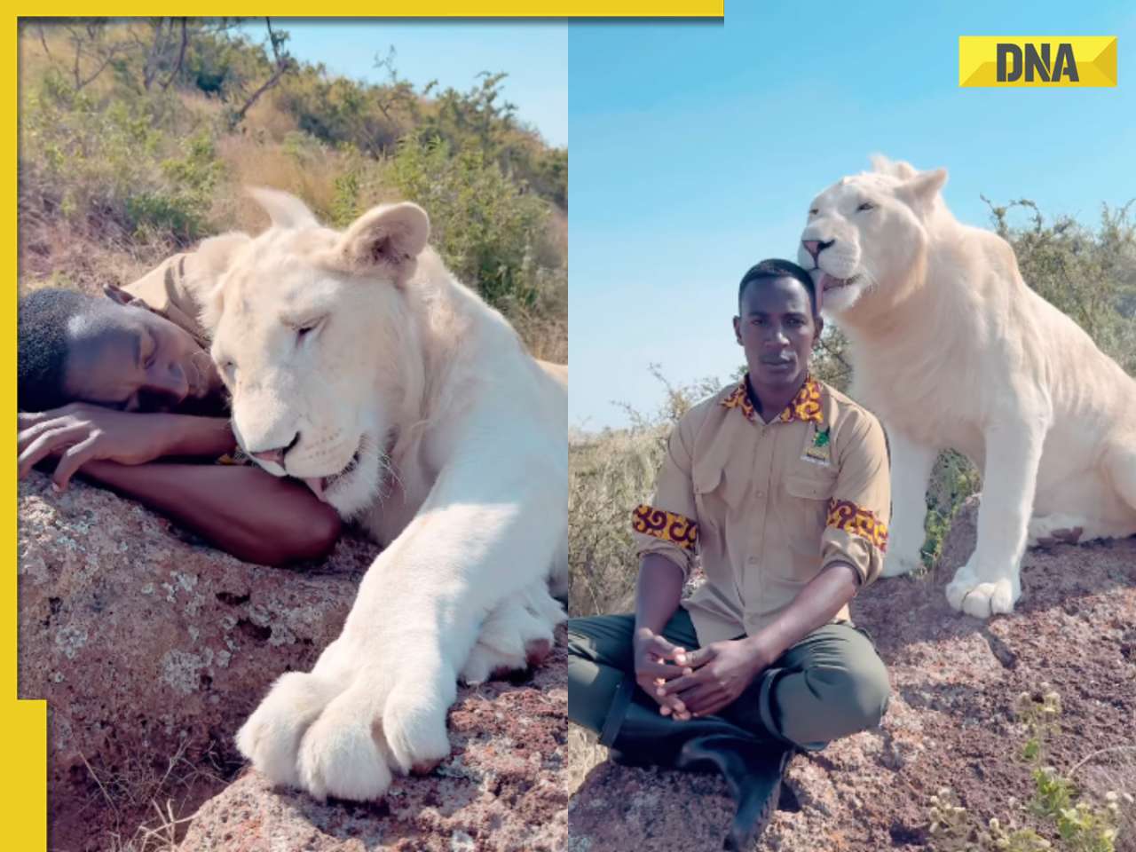 Viral video captures unlikely bond between man and lioness, leaves social media in awe