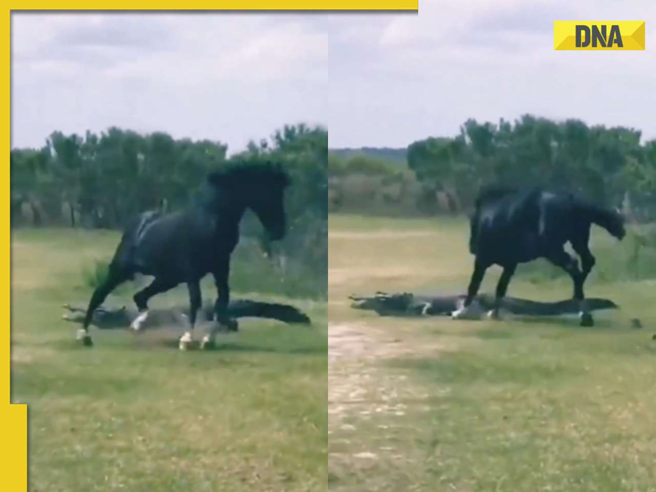 Brave horse kicks alligator to save his mares in viral video, internet reacts