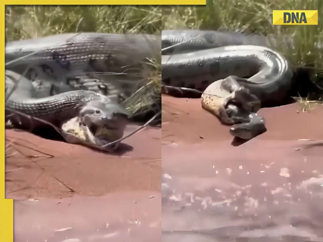 Giant anaconda regurgitates smaller snake that miraculously survives, video goes viral