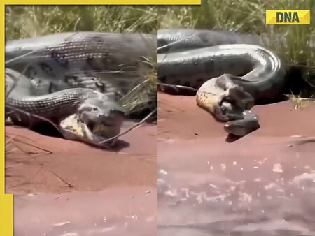  Giant anaconda regurgitates smaller snake that miraculously survives, video goes viral 