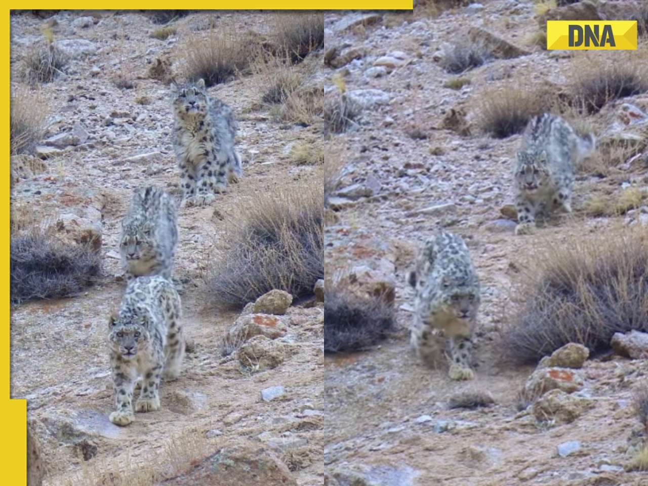 Snow leopardess leads her cubs on fresh hunt in stunning viral video, watch