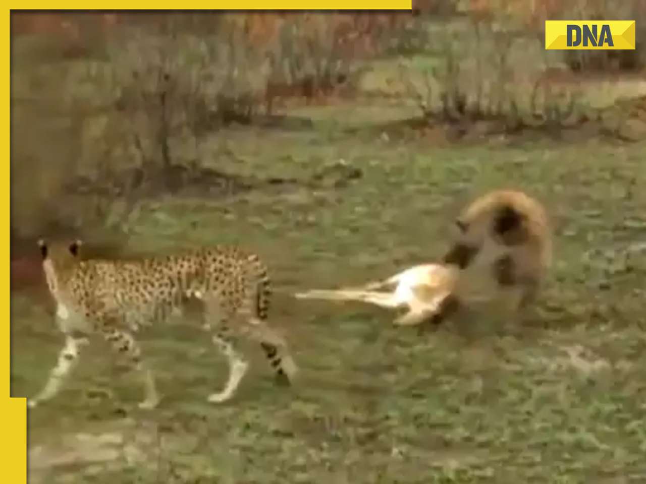 “Dead” deer escapes cheetahs and hyenas in an incredible way