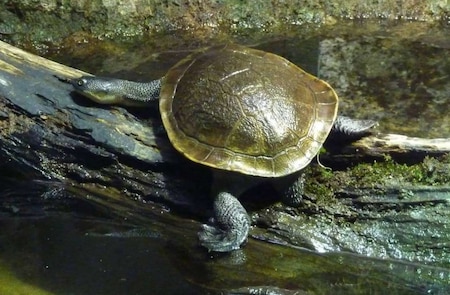 Roti Island Snake-Necked Turtle