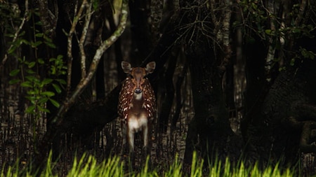 Sundarbans