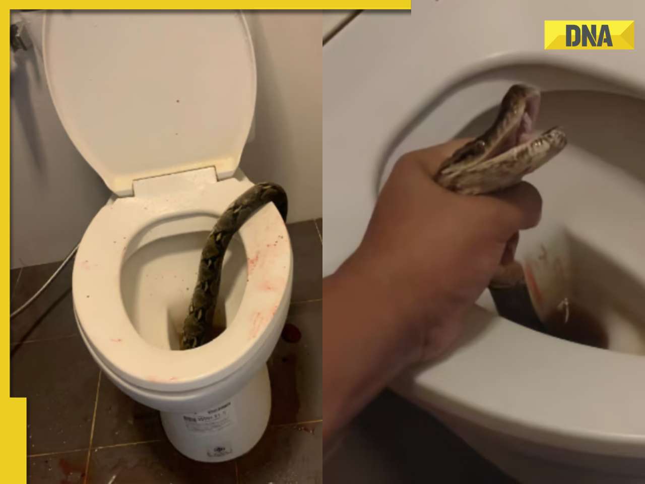 'Terrifying': Giant python attacks man’s private parts in Thailand, details here